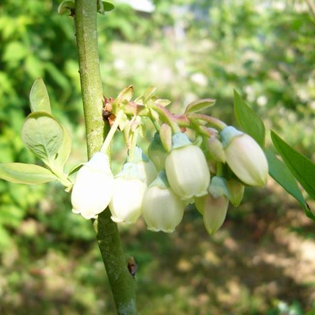 ブルーベリーの花