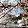 小田原で桜to鯵toまぐろ