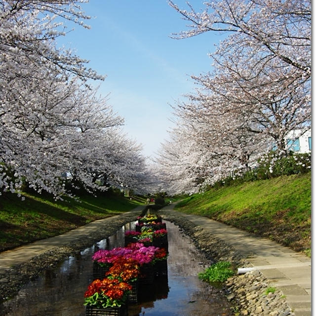 桜が咲いた～♪　江川せせらぎ緑道2013