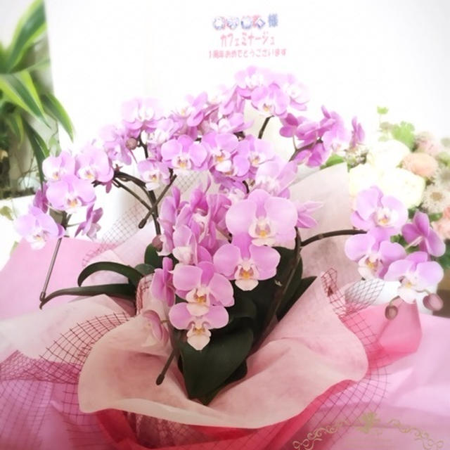 胡蝶蘭が・・涙♡愛ありがとうございます