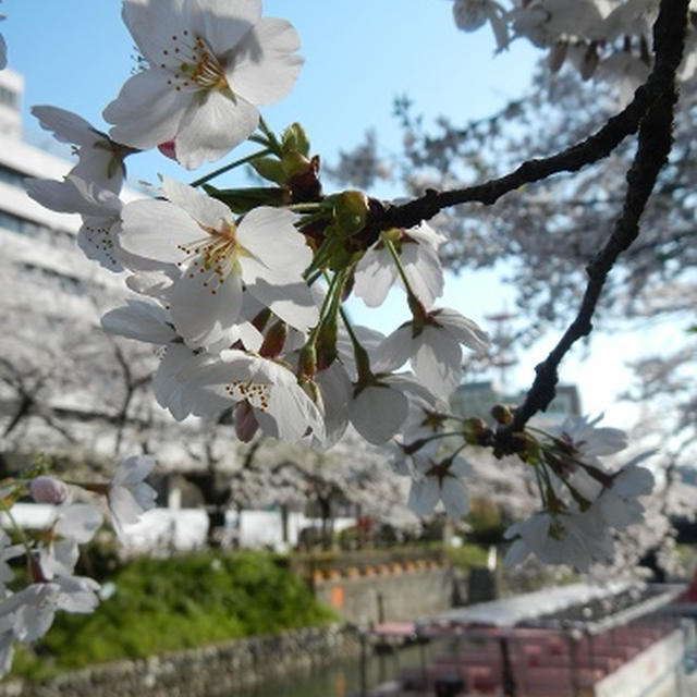 松川遊覧船