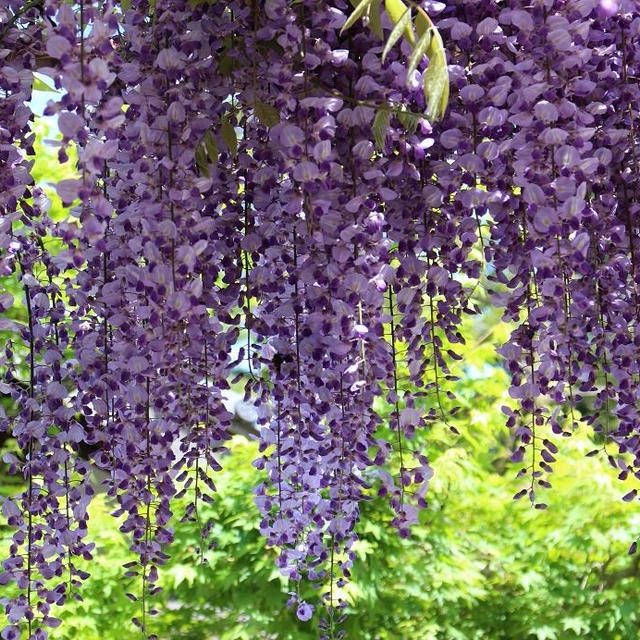 藤の花に魅せられて　豪農の館　北方文化博物館