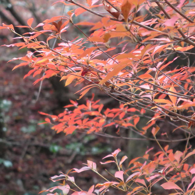 紅葉狩り中♪
