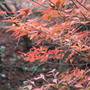 紅葉狩り中♪