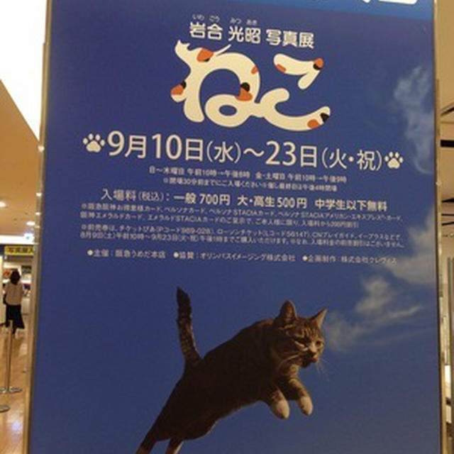 ねこ写真