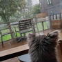 【犬旅】琵琶湖地方、本日、大雨なり…