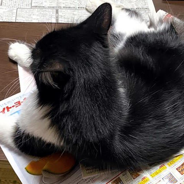 猛暑日にドM発動！ 激辛カレー地獄うどんに挑む！！