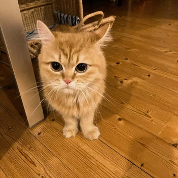 ねこ　きました