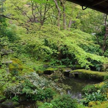 瑠璃光院の青もみじ と鴨川散策（京都）