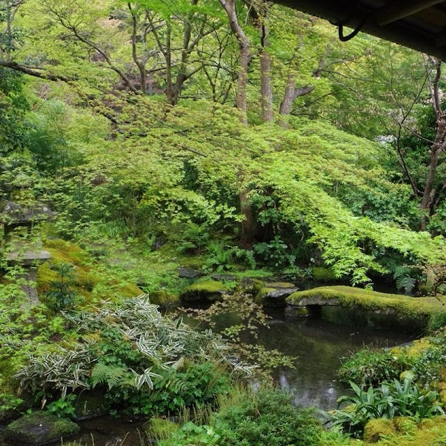 瑠璃光院の青もみじ と鴨川散策（京都）