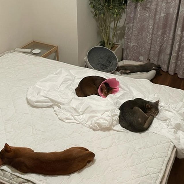 ベッド、渋滞中…