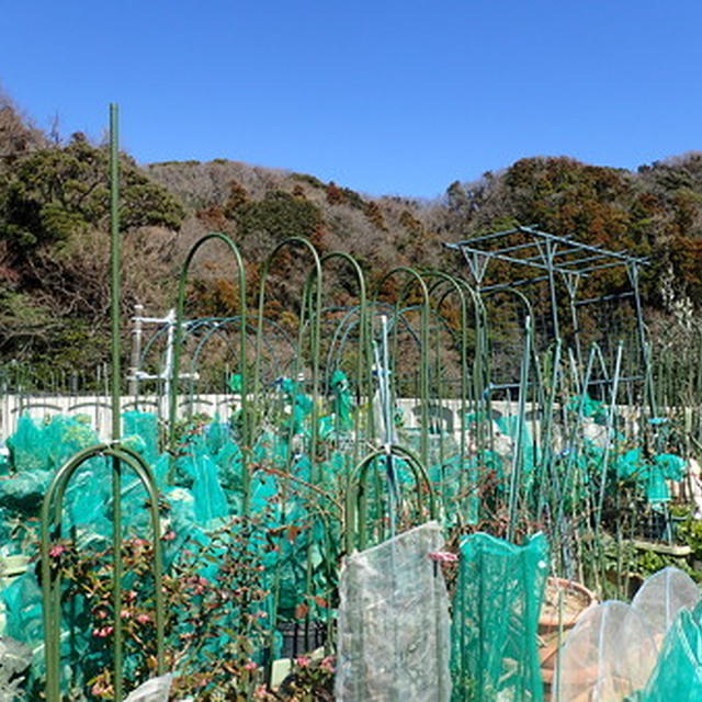 今週の収穫野菜（３月上旬）☆のらのら2017春号