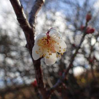 ソラマメ支柱立て＆ブロッコリー側花蕾☆葉山農園（2月上旬）