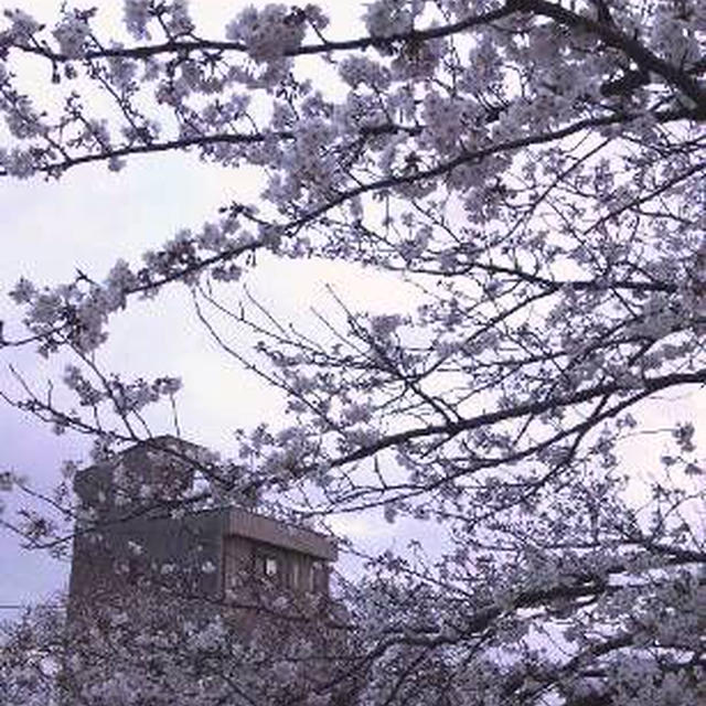 春日和。