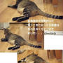 【アレンジ】ハロウィンは南瓜と猫だね♪