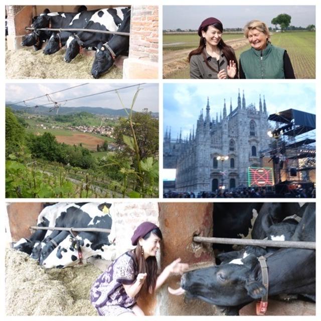 イタリアにて②ミラノ近郊の酪農、米農家さんへ。