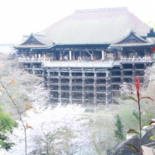 清水寺～哲学の道の桜