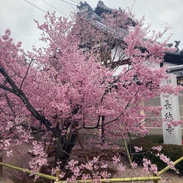 出町柳のおかめ桜