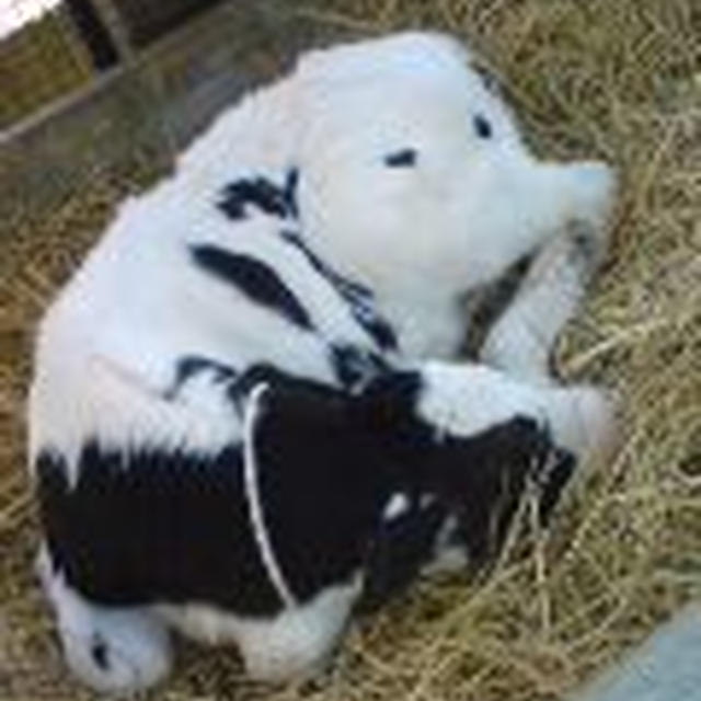 子牛ちゃん[♪]