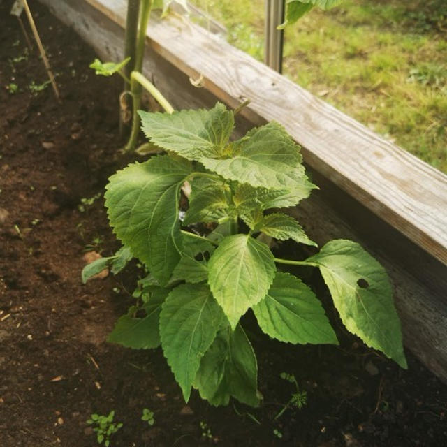 植えて食べる。エゴマ編