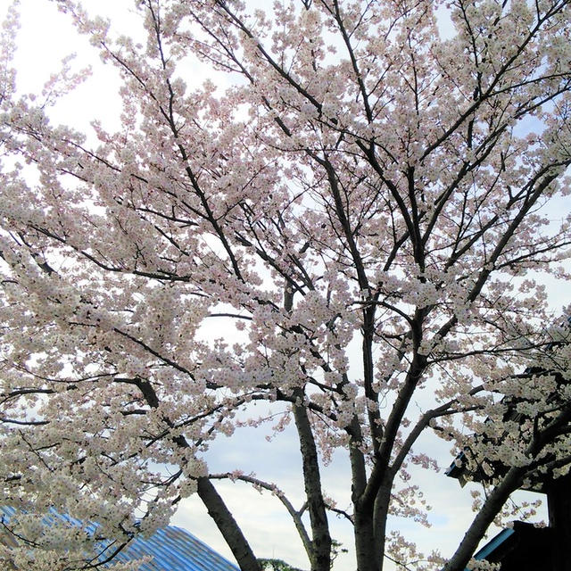 お天気に恵まれました　　スペアリブのしょっつる風味蒸し