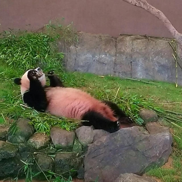 ＊ふたごパンダ＊