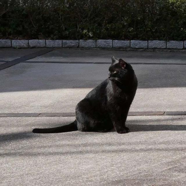 今日は猫の日