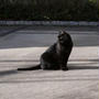 今日は猫の日