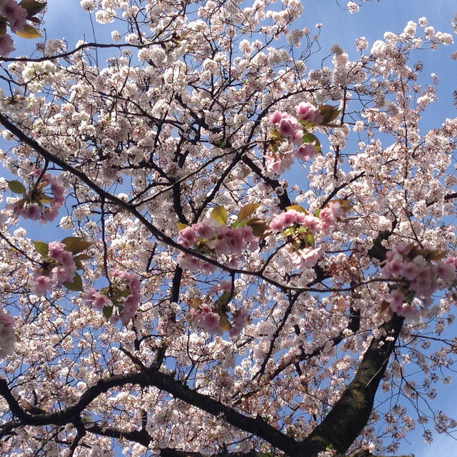 今年の桜って、、