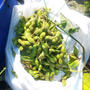 黒枝豆収穫会～サツマイモ収穫！