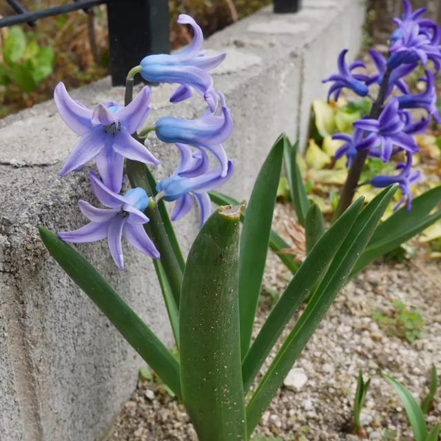 植えっぱなしヒヤシンス2022
