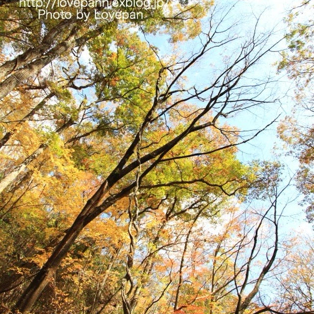 花貫渓谷の紅葉 Part2