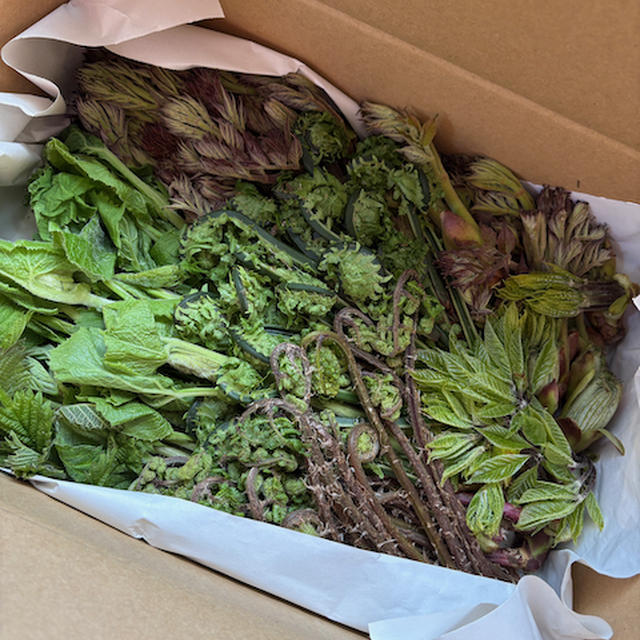 今年も岩手から山菜が山盛り届きました