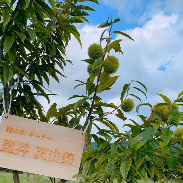 もうすぐ！新栗モンブラン！ 「モンブランスタイル」「和栗や」栗の木 オーナーになれました