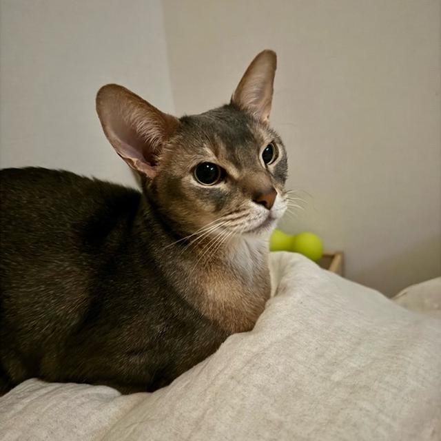 ぼくちん、少し遊んで鳥さんの映像を一緒にみました