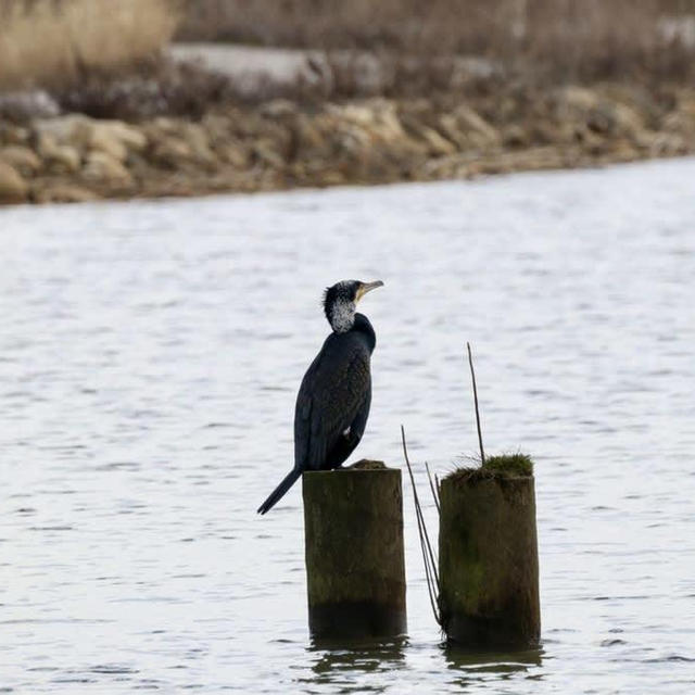 福島潟のカワウを100−400の望遠で撮ってみた⭐︎