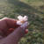 お花見。