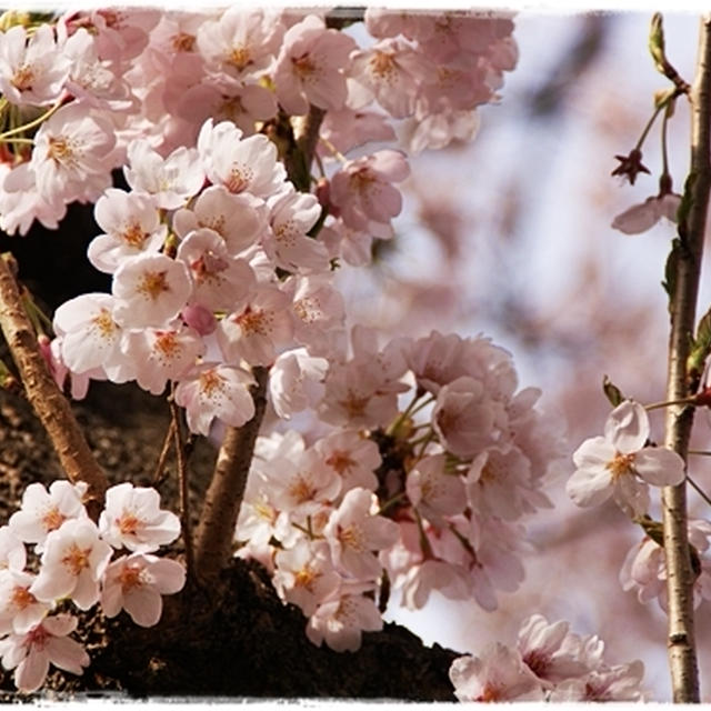 ■わかサンポ♪  仙台・穴場 de お花見~♪ヽ( ﾟ∀ﾟ)ﾉ■