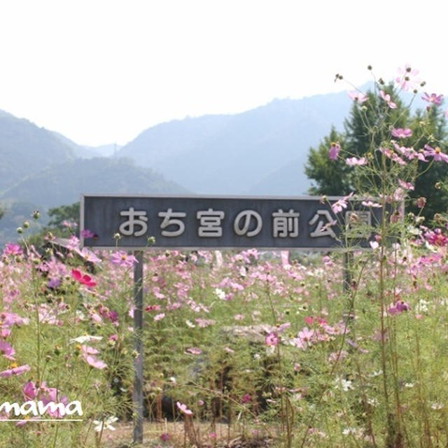 ちゃぶママのお出かけ日記～コスモス祭り～