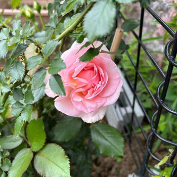 なぜか違うお花が咲いた