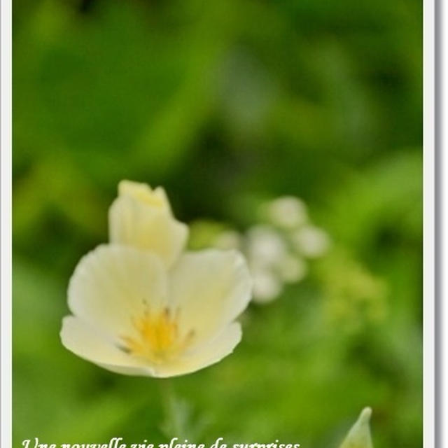 私の記録☆帰省した時のお花の写真 (*˘︶˘*)