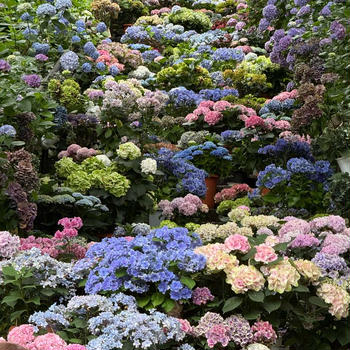 長谷寺の紫陽花が見頃でした