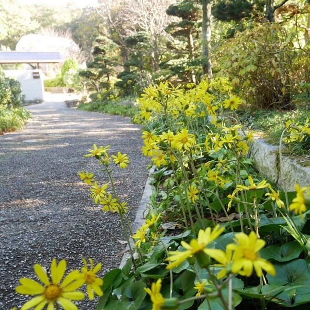 北山緑化植物園#最近撮った写真は
