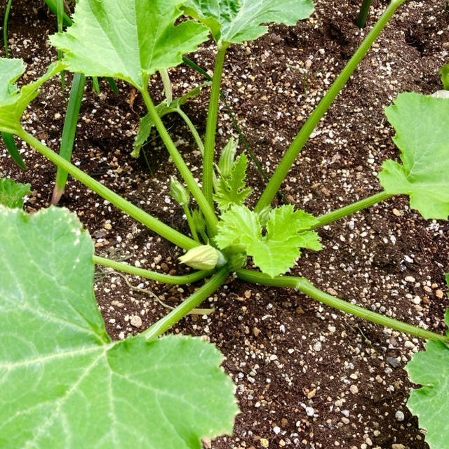 ズッキーニに蕾がつきました