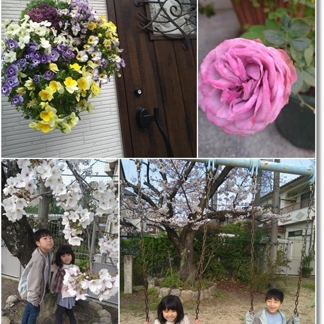 【夙川～苦楽園口】桜並木を見に行こう！３往復もしてヘロヘロ…我が家のバラとリース