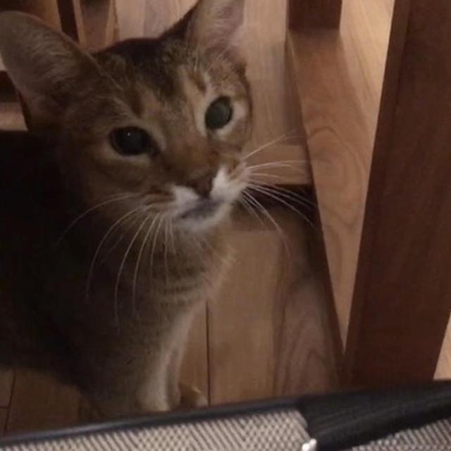 ちび子の命日　ちび子が子猫たちと初対面した瞬間