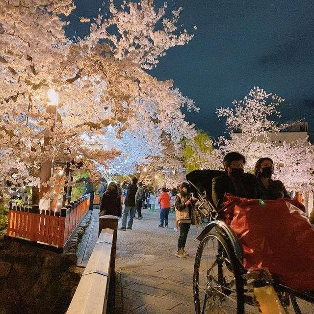 京都白川 ＆ 祇園しだれ桜、まだまだいけました！！
