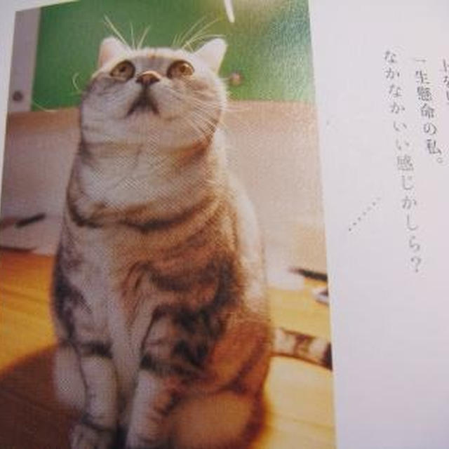 猫ブログ 栗原さんちのsadaちゃんのように By Myu Cooさん レシピブログ 料理ブログのレシピ満載