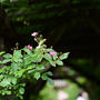 二宮家バラ園のピンクの薔薇②