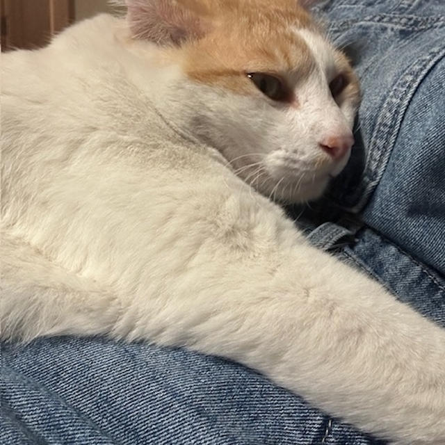 山際の家